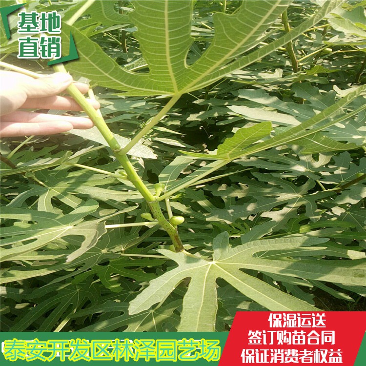 无花果苗、新品种无花果树苗价格
