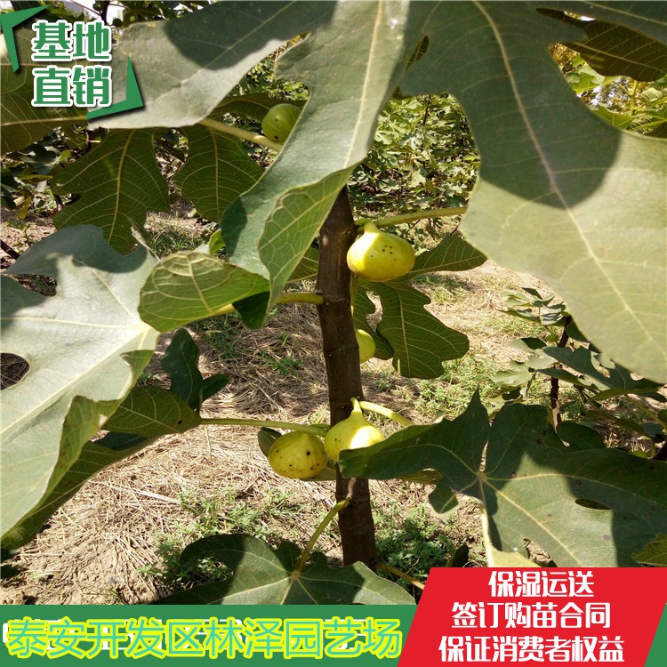 无花果苗、新品种无花果树苗价格