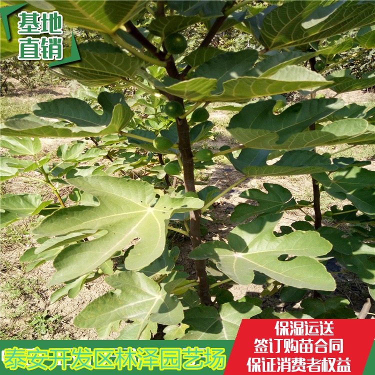 无花果苗、新品种无花果树苗价格