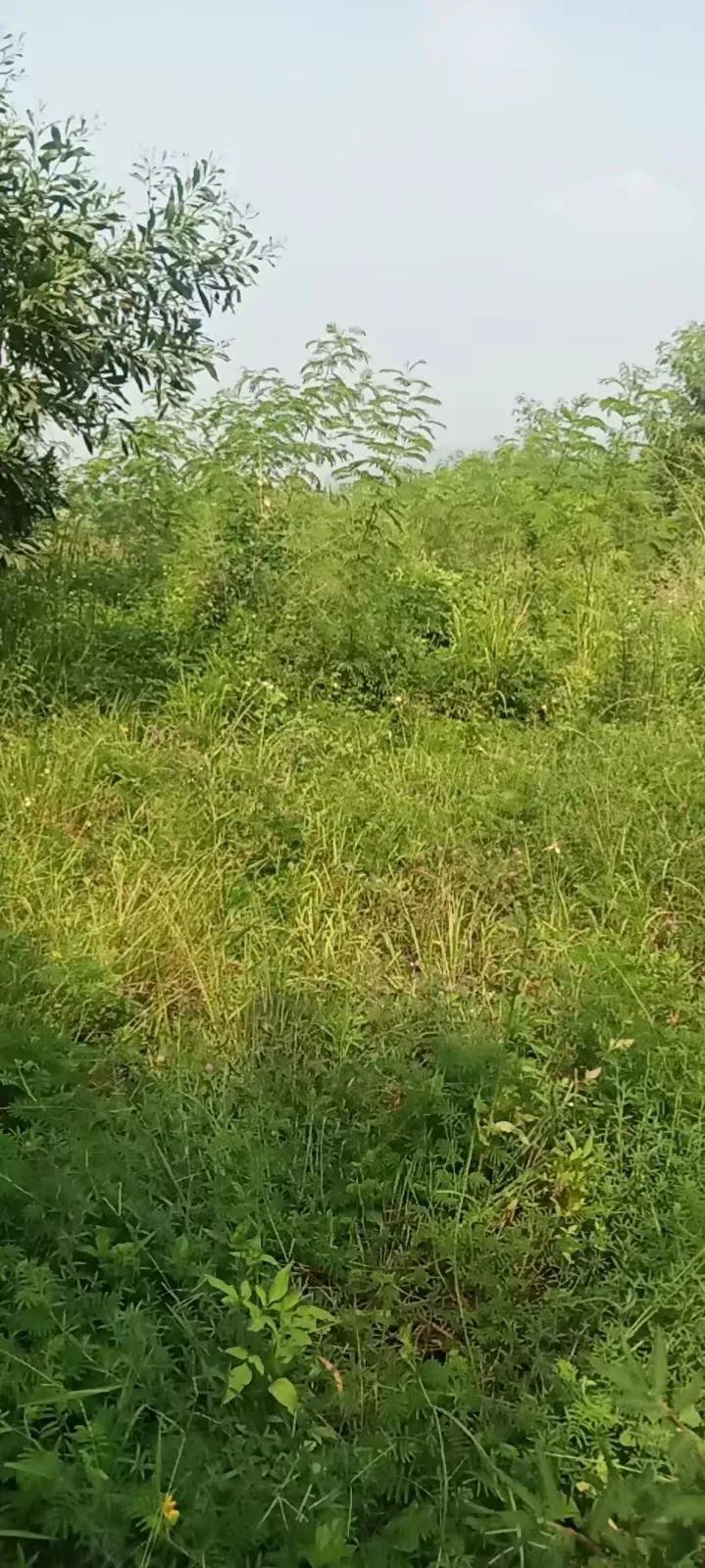 中国经济昆虫志 下载_昆虫志pdf下载_中国昆虫志电子版