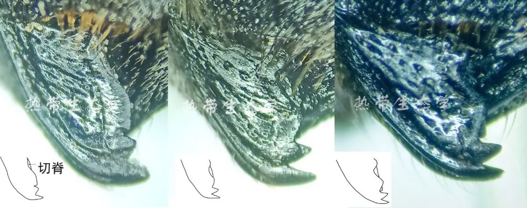 中国经济昆虫志 下载_中国昆虫志电子版_昆虫志pdf下载