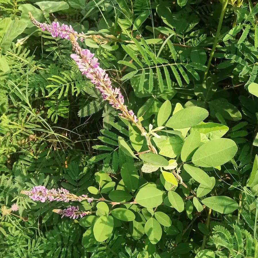 昆虫志pdf下载_中国经济昆虫志 下载_中国昆虫志电子版