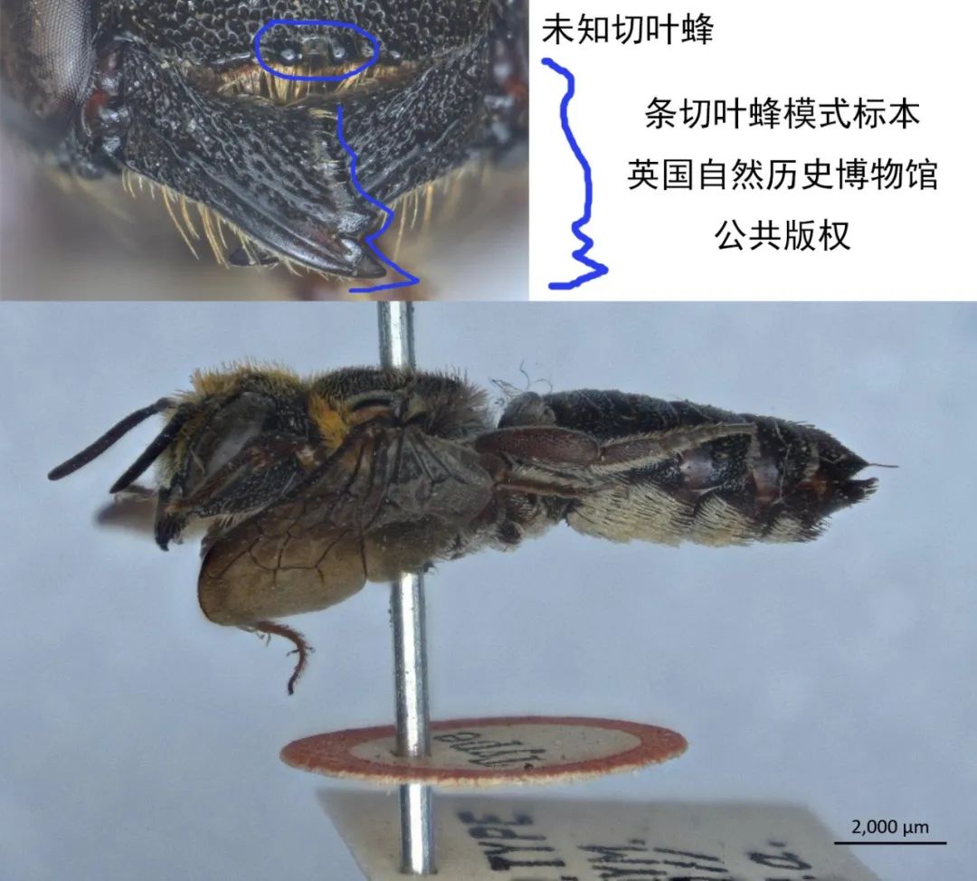 中国昆虫志电子版_昆虫志pdf下载_中国经济昆虫志 下载