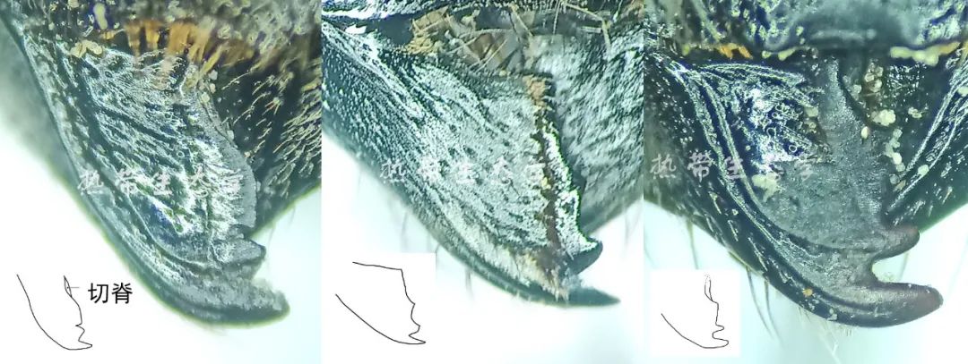 中国昆虫志电子版_中国经济昆虫志 下载_昆虫志pdf下载