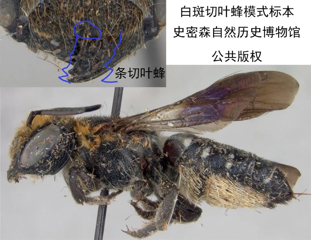 中国经济昆虫志 下载_中国昆虫志电子版_昆虫志pdf下载