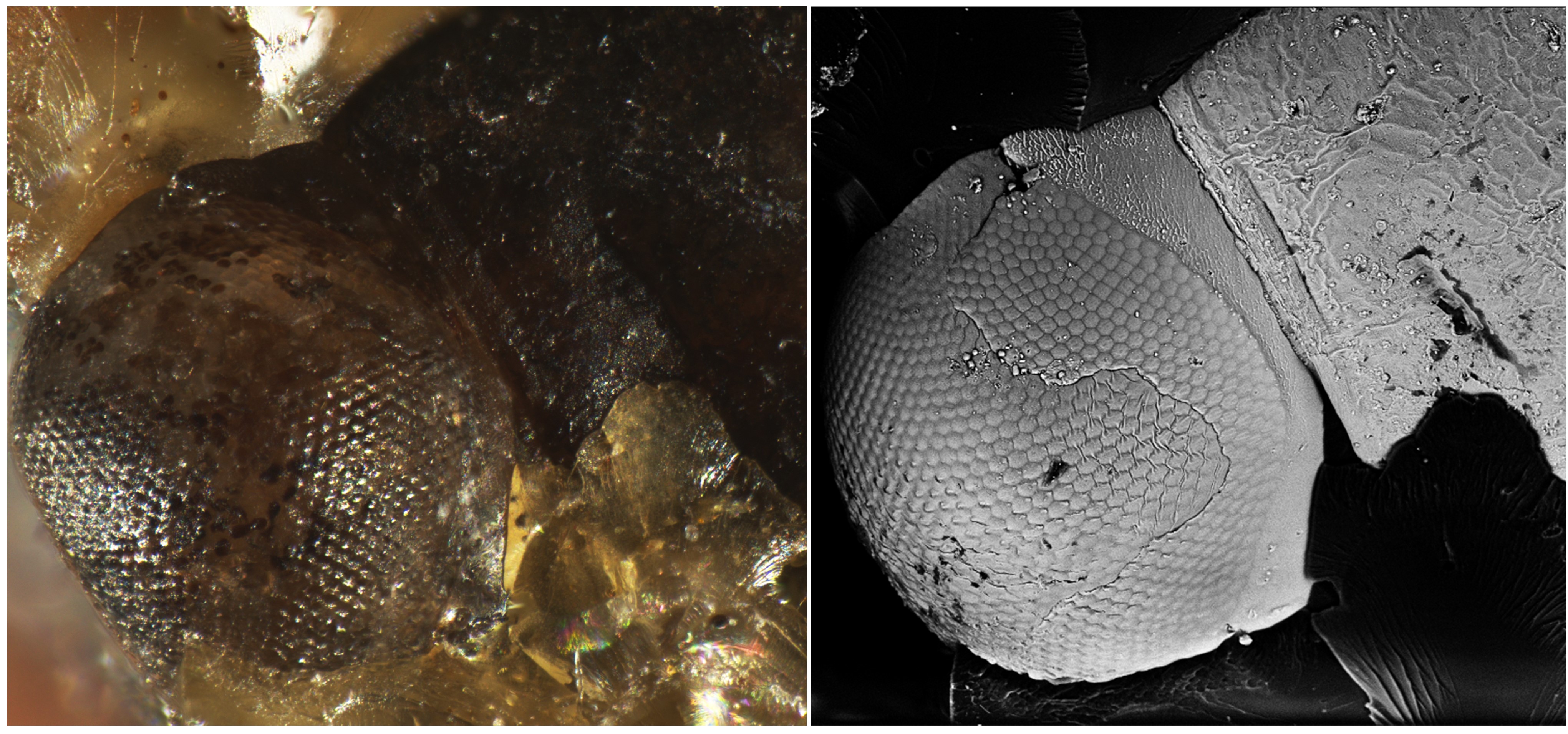 缅甸琥珀昆虫标本_琥珀化石硅化物_昆虫琥珀制作
