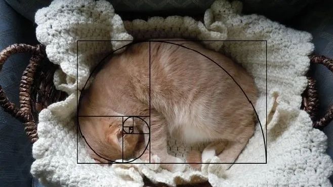 自然之美斐波那契数列_斐波那契数列生活应用_斐波那契数列兔子繁殖问题