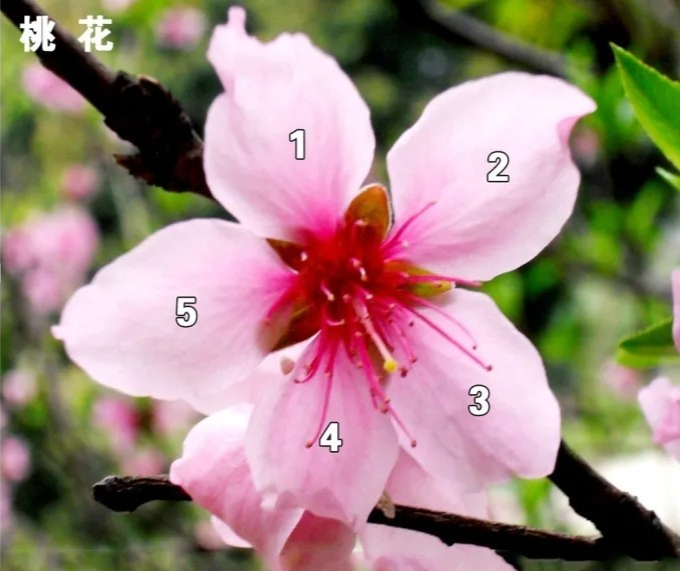 自然之美斐波那契数列_斐波那契数列生活应用_斐波那契数列兔子繁殖问题