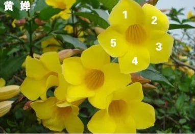 斐波那契数列生活应用_自然之美斐波那契数列_斐波那契数列兔子繁殖问题