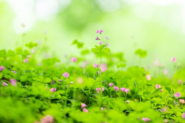 我用心理学“蔡格尼克效应”，改掉儿子拖拉磨蹭的坏毛病，很管用