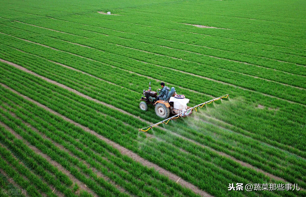 姜病虫害管理_姜病害防冶_大姜病虫害防治图