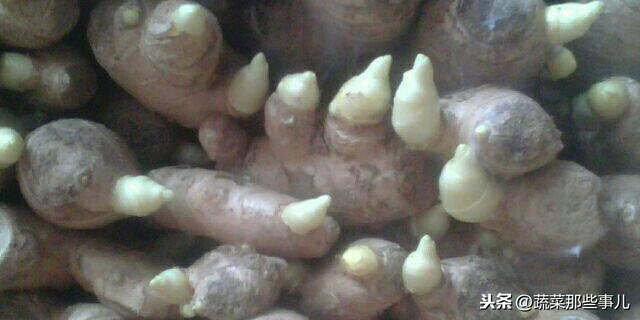 大姜病虫害防治图_姜病虫害管理_姜病害防冶