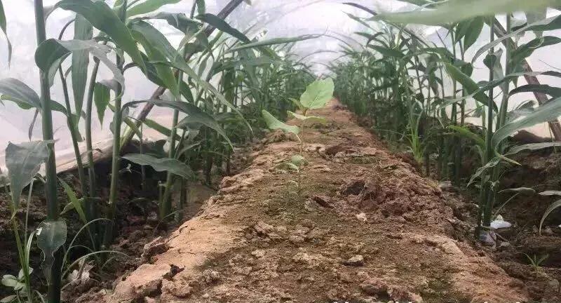 今年大姜虫害提前发生，请做好防治，三管齐下，让其无处可逃！