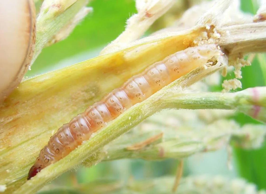 姜病虫害防治技术_防治害姜病虫图大全图片_大姜病虫害防治图