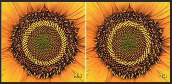 斐波那契数列应用于生活_斐波那契数列生活中有哪些应用_斐波那契数列生活应用