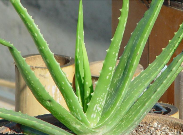 每日科普 | 斐波那契数列：数学王冠上的璀璨明珠