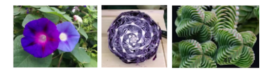 斐波那契数列生活应用_斐波那契数列科普_斐波那契数列与黄金分割