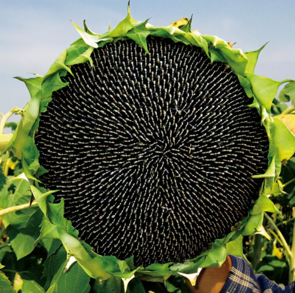 斐波那契数列生活中有哪些应用_斐波那契数列应用于生活_斐波那契数列生活应用