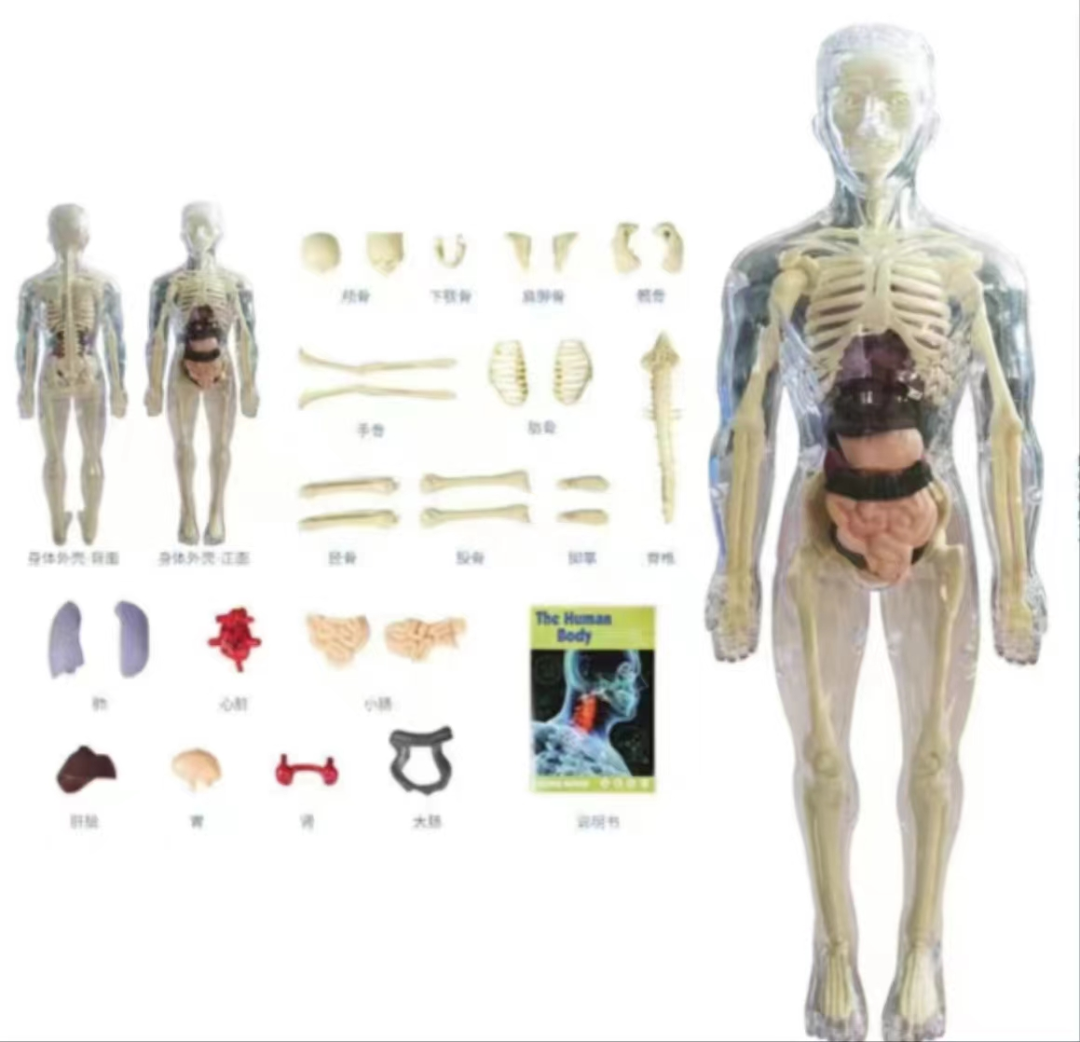 心脏听诊区及听诊顺序_听诊器原理生活应用_伯努利原理生活应用