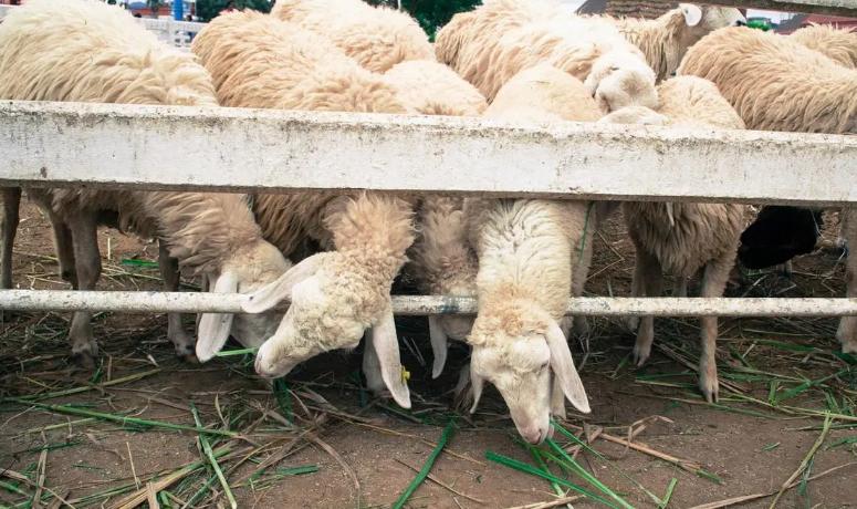 羊痘病的治疗_病羊处理方法_羊痘预防措施