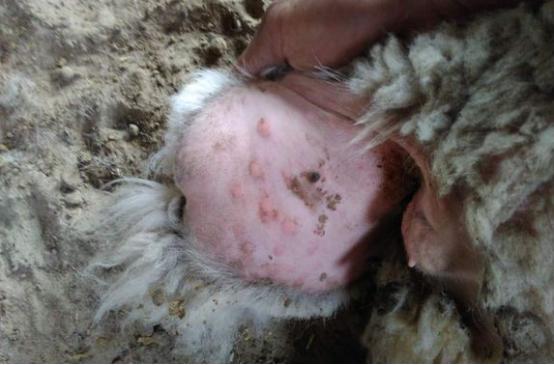 羊传染性脓包病治疗_羊痘病的治疗_羊口疮症状与治疗