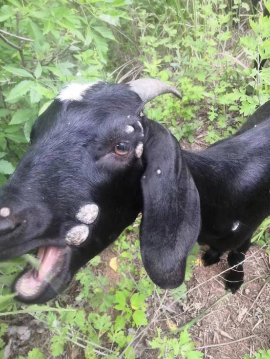 羊传染性脓包病治疗_羊口疮症状与治疗_羊痘病的治疗