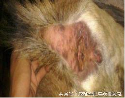 pg下载官方版打开即玩v1022.速装上线体验.中国 牛羊疱疹痘疹病毒病综合症预防治疗方案