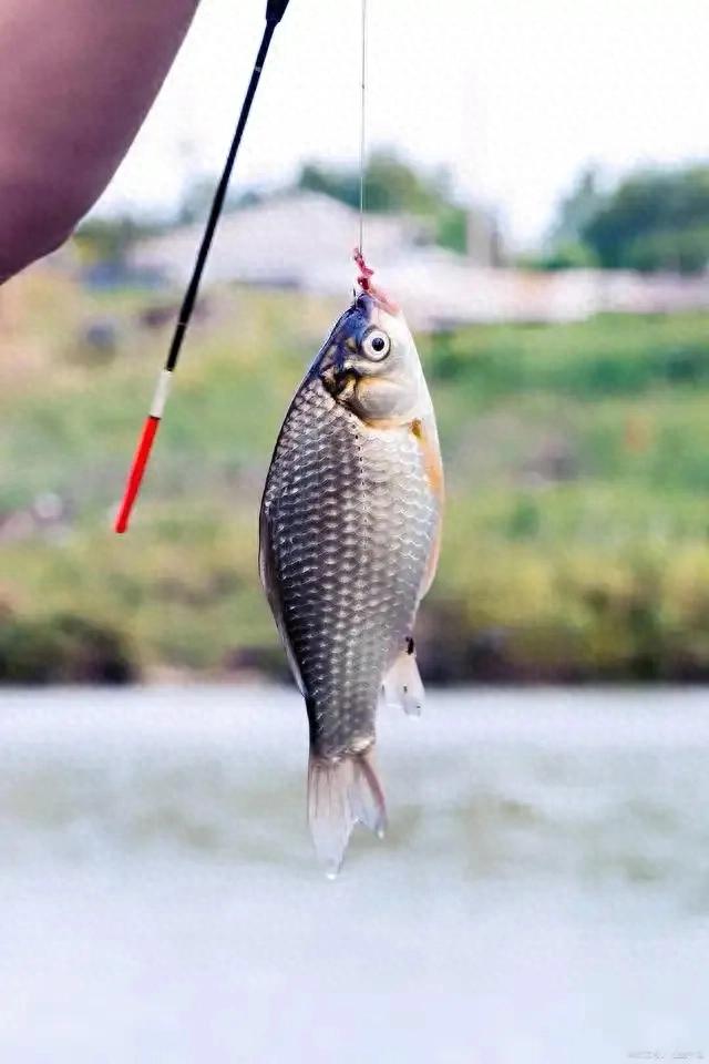 野钓鲫鱼调漂神操作！3步搞定，漂动就中鱼，简单又靠谱！