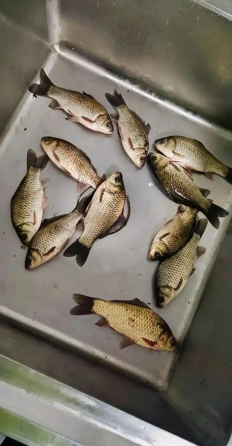 用红虫钓鱼怎么调漂_野钓鲫鱼调漂法_鲫鱼吃饵信号解读