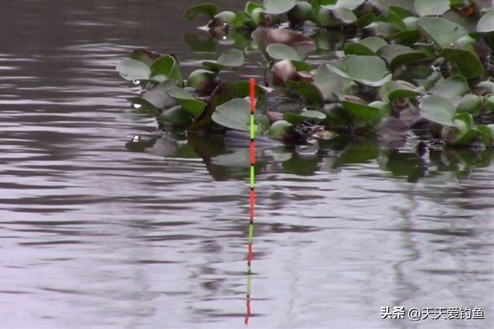 调漂找底公式_用红虫钓鱼怎么调漂_调漂半水状态