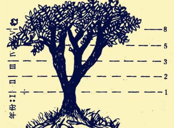 树木生长与斐波那契数列_斐波那契数列生活应用_斐波那契数列在植物中的排列