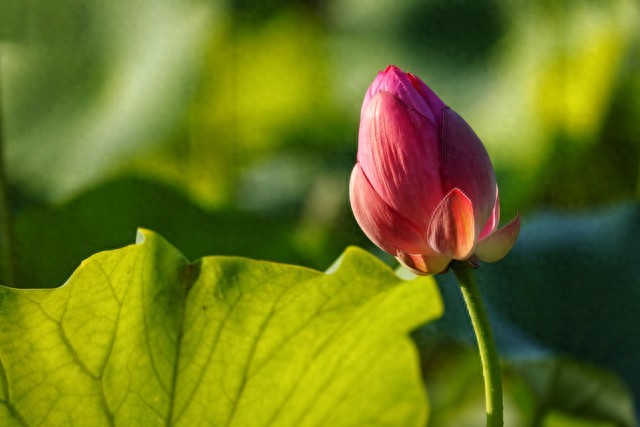人生如茶，遇见你，是我的温暖——在浮华中寻得那一抹静谧的陪伴