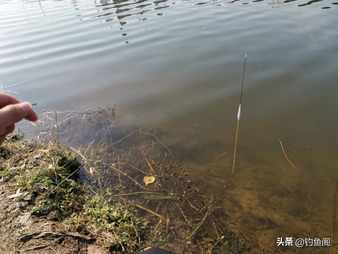 为什么你的浮漂总不出顿口？别再花式调漂了，这几个环节有问题