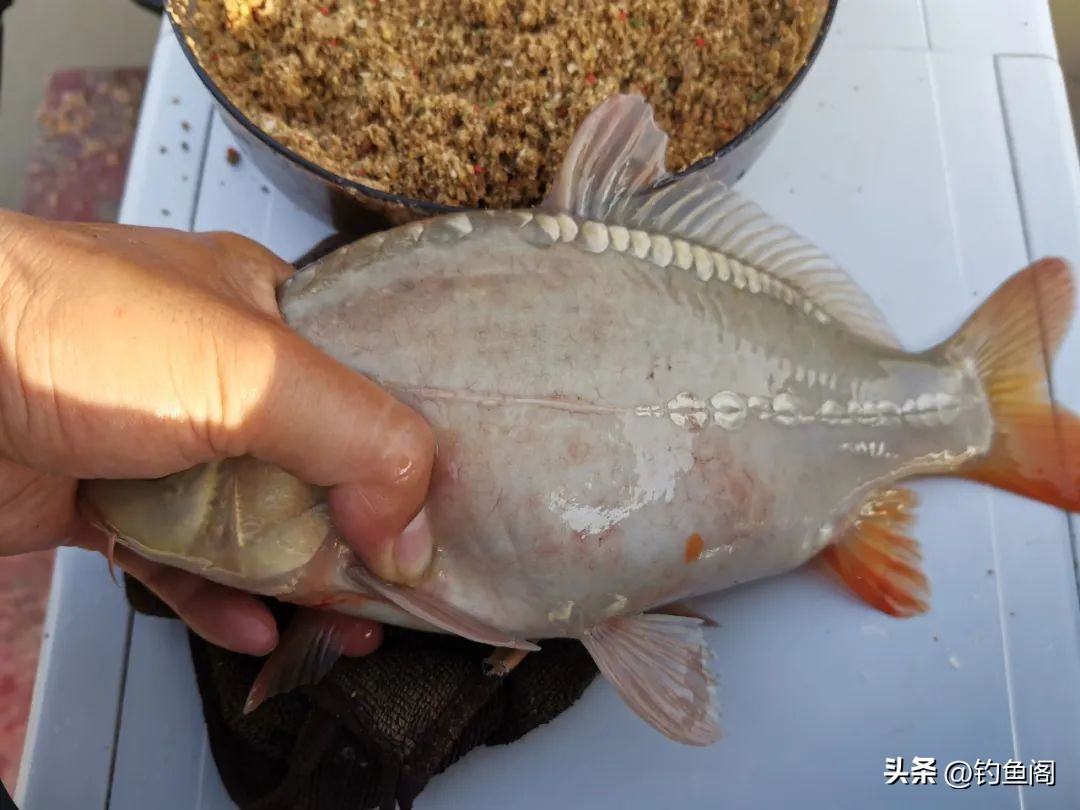 鱼多口凶饵料关系_用红虫钓鱼怎么调漂_台钓顿口技巧