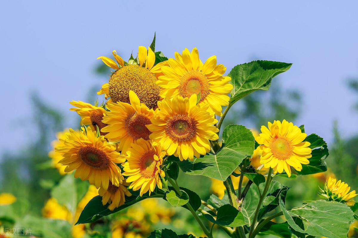 pg下载官方认证 18个有关生活的小知识，您知道多少？