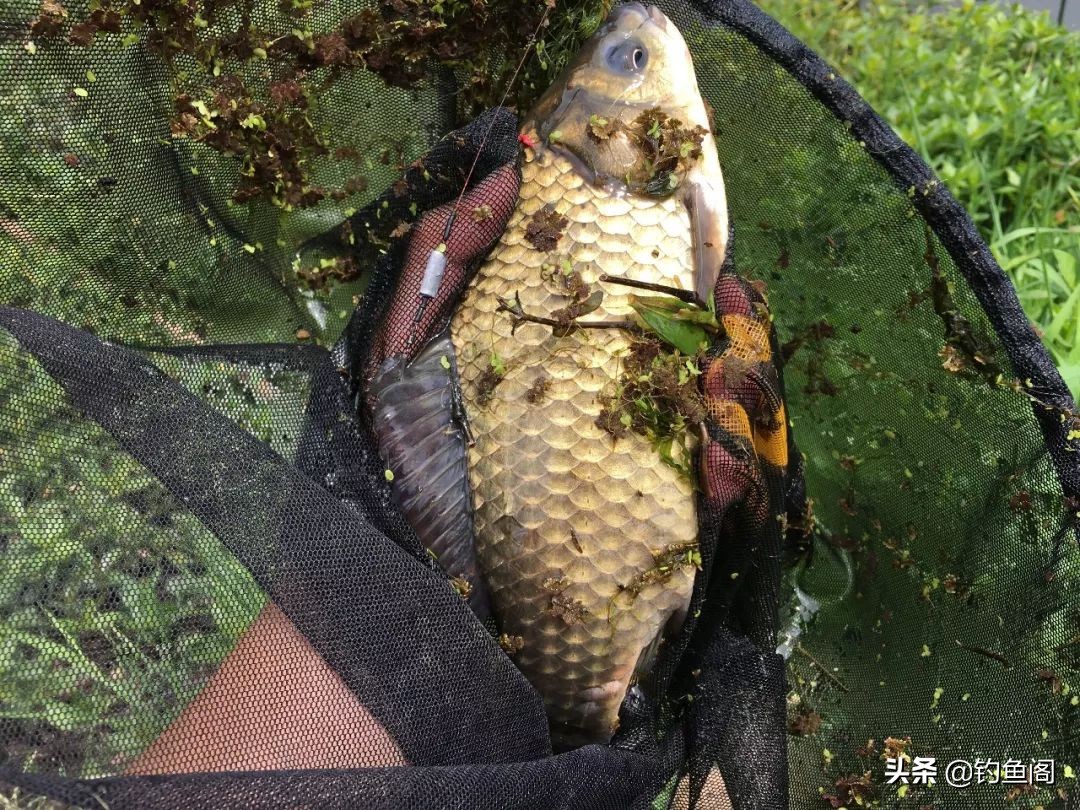 双钩到底野钓鲫鱼优势_冬季野钓鲫鱼调漂_鱼钩挂红虫调漂