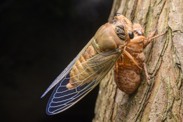 金蝉脱壳计谋策略_三十六计金蝉脱壳详解_三十六计生活应用实例