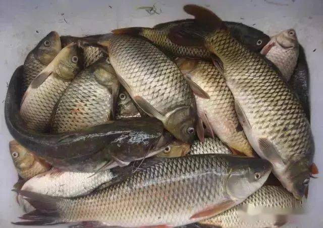 鱼钩挂红虫调漂_钓鱼挂红虫应该怎么调浮漂_钓鱼红虫怎么挂钩图解