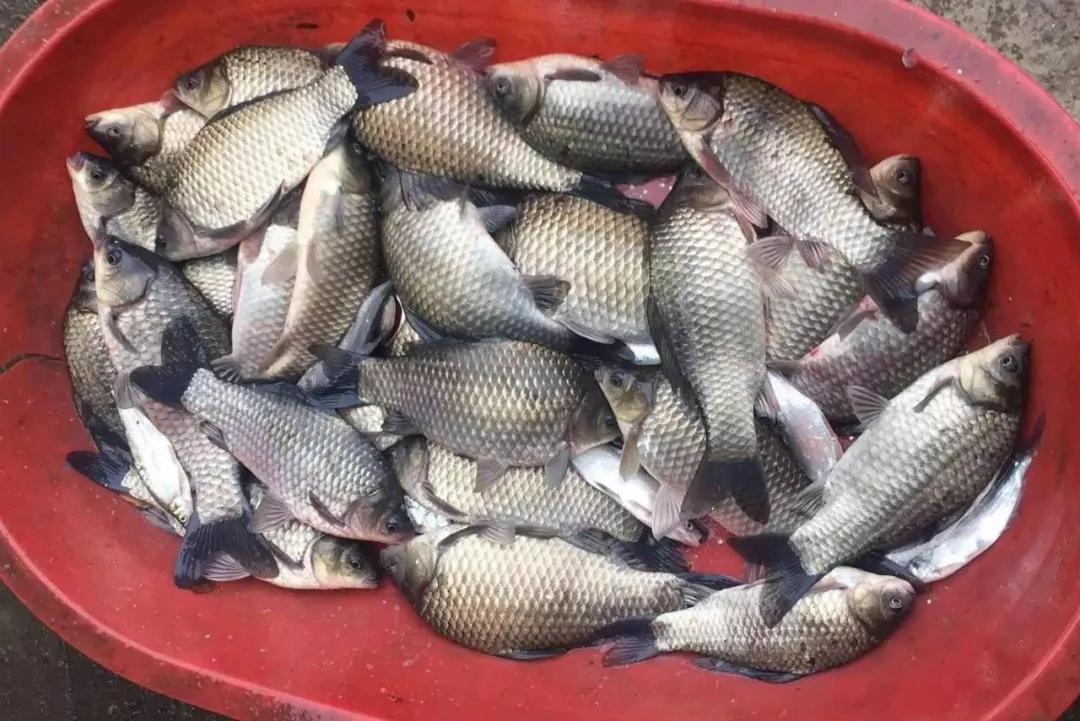 鲫鱼不同季节调漂方法_鱼钩挂红虫调漂_钓鲫鱼调漂技巧