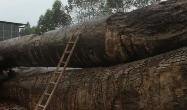 金丝楠老料横切面图片_金丝楠木摆件寓意_金丝楠木手串价格