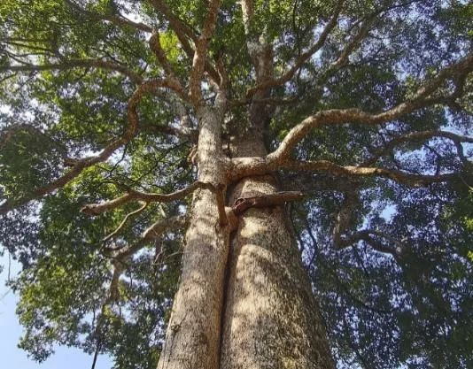 金丝楠木手串价格_金丝楠木摆件寓意_金丝楠老料横切面图片