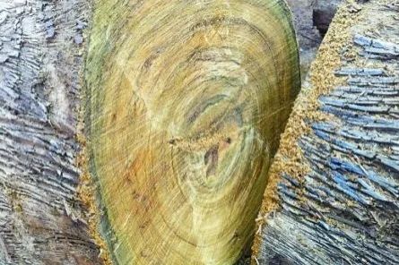 金丝楠木摆件寓意_金丝楠老料横切面图片_金丝楠木手串价格