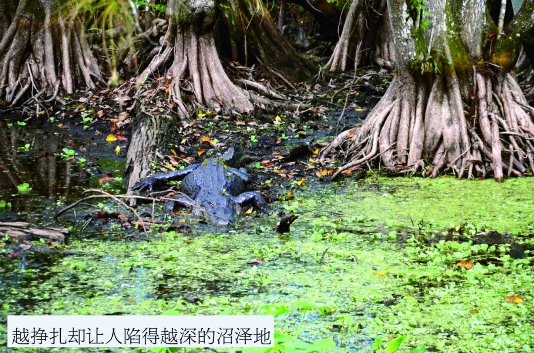 非牛顿流体生活应用_非牛顿流体特性实验_口香糖砸开椰子原理