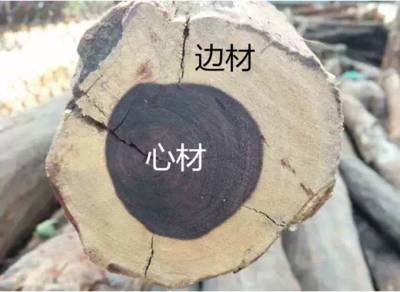 金丝楠老料横切面图片_高级木材基本特征判断_木材优劣经验性判断标准