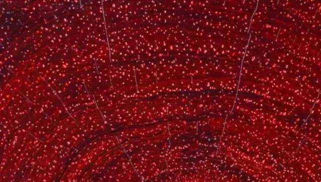 木材优劣经验性判断标准_高级木材基本特征判断_金丝楠老料横切面图片