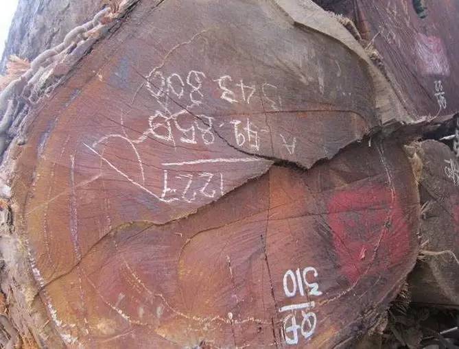 木材优劣经验性判断标准_高级木材基本特征判断_金丝楠老料横切面图片