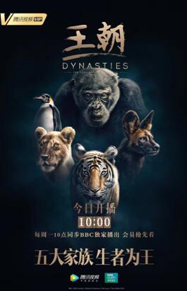 pg下载麻将胡了A.旗舰厅进体育.cc BBC纪录片《王朝》腾讯视频独家开播 更近距离展示动物社会另一面