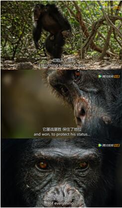 腾讯滚动新闻 游戏_腾讯视频王朝纪录片_BBC Studios动物纪录片