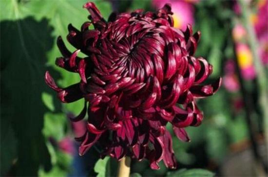  墨菊盆栽观赏 _菊花茶有虫子_菊花品种 白菊药用效果 