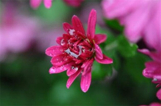 菊花品种 白菊药用效果 _菊花茶有虫子_ 墨菊盆栽观赏 